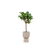 combi-deal-ficus-lyrata-boom-inclusief-elho-pure-coupe-beige-o41-210-cm