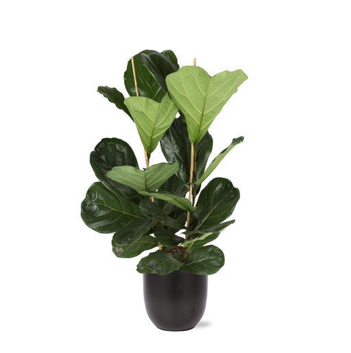 ficus-lyrata-o24cm-↕120cm-in-boule-antraciet-pot