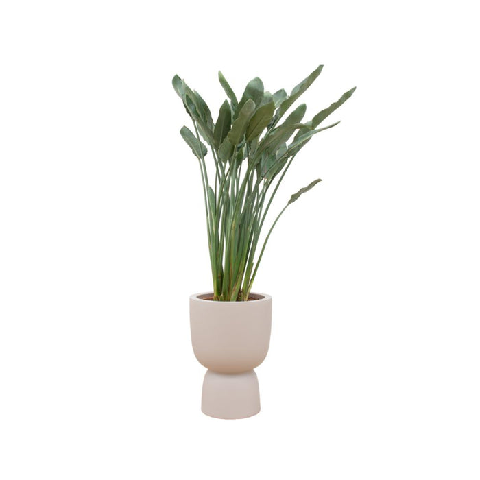 combi-deal-strelitzia-reginae-inclusief-elho-pure-coupe-beige-o41-190-cm