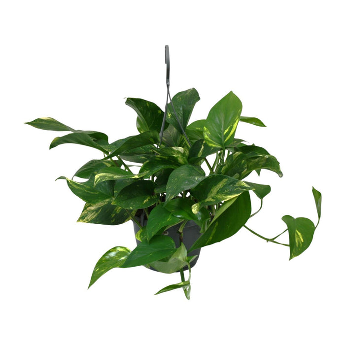 scindapsus-epipremnum-o15cm-↕45cm-1