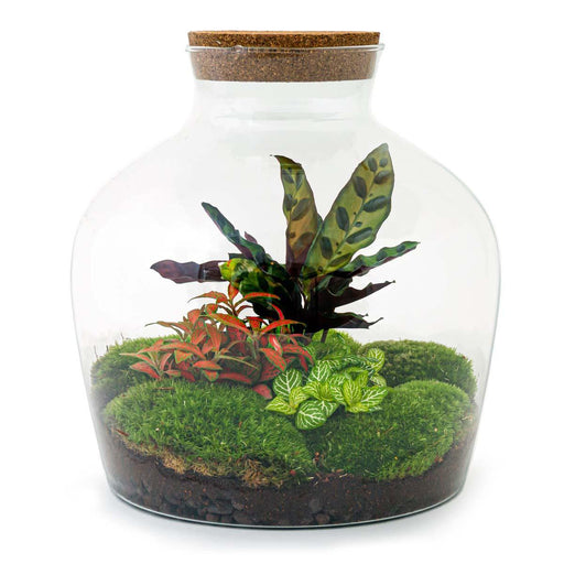 diy-terrarium-fat-joe-rood-↕-30-cm-normal