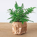 varen-athyrium-spicatum-terrarium-plant-potmaat-8