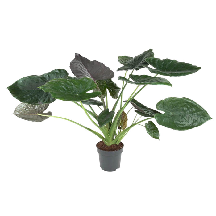 alocasia-wentii-120-cm-o32