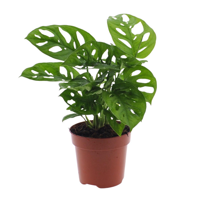 monstera-monkey-leaf-gatenplant-30cm-o12