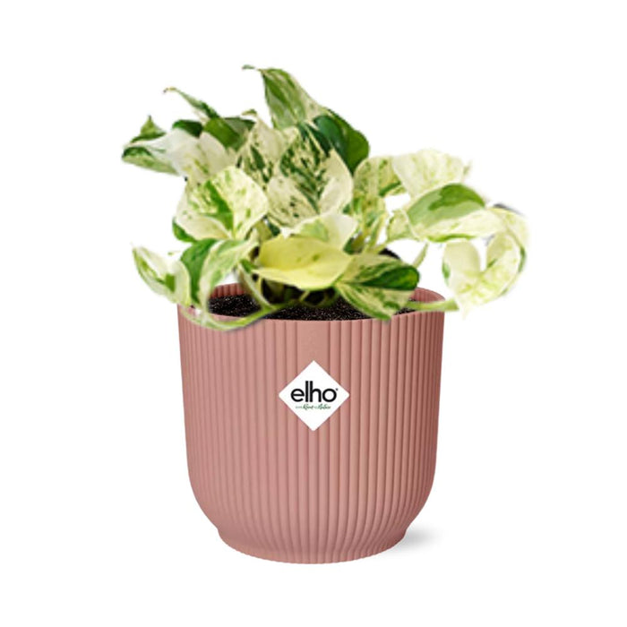 epipremnum-pinnatum-happy-leaf-in-elho-vibes-fold-14cm-roze