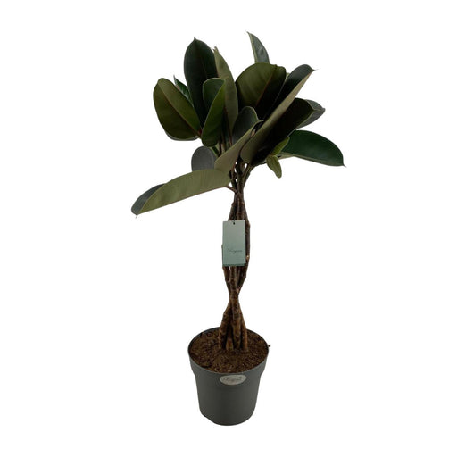 ficus-elastica-burgundy-o24cm-↕100cm