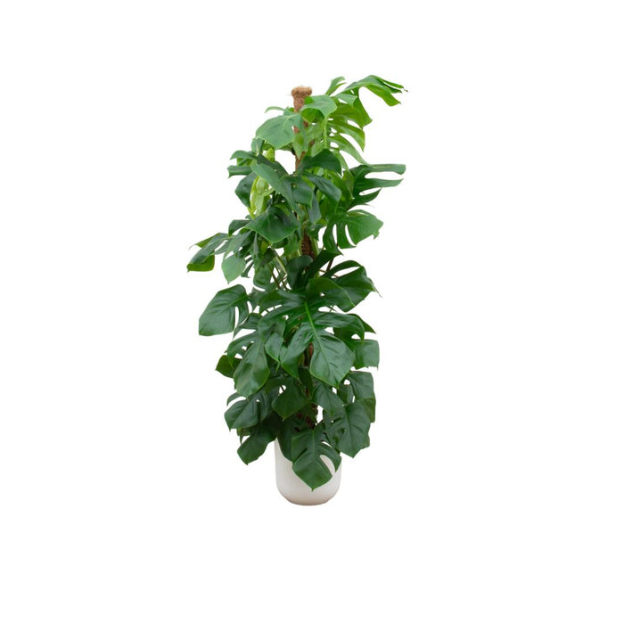 combi-deal-monstera-pertusum-xl-inclusief-elho-jazz-round-wit-o26-150-cm