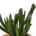 cactus-en-vetplanten-mix-5-5-cm-15-stuks-in-terracotta-pot