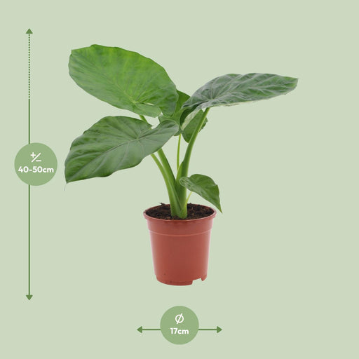 alocasia-macrorrhiza-o17-↕50