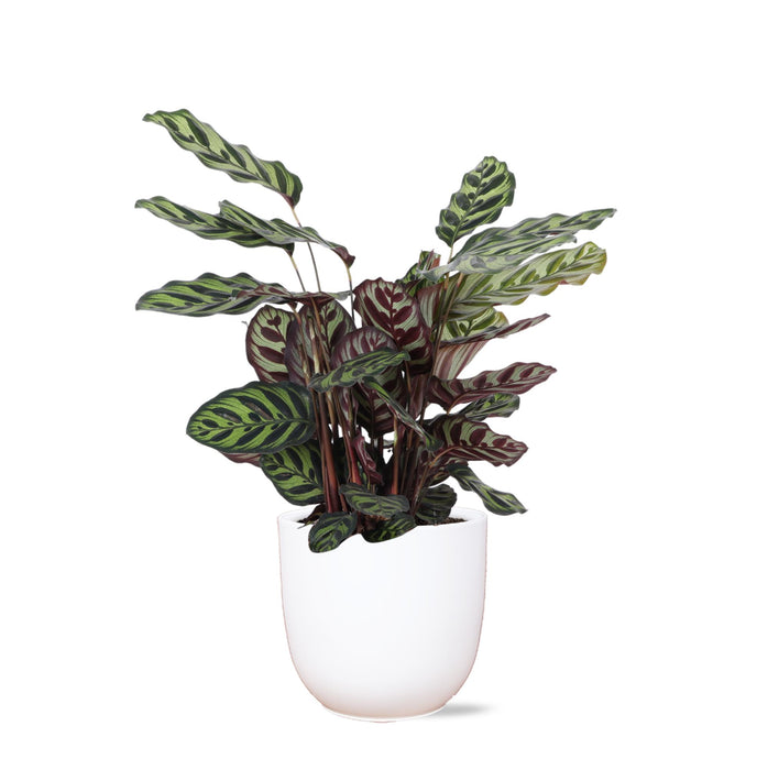 calathea-makoyana-o21cm-↕70cm-in-boule-wit-pot