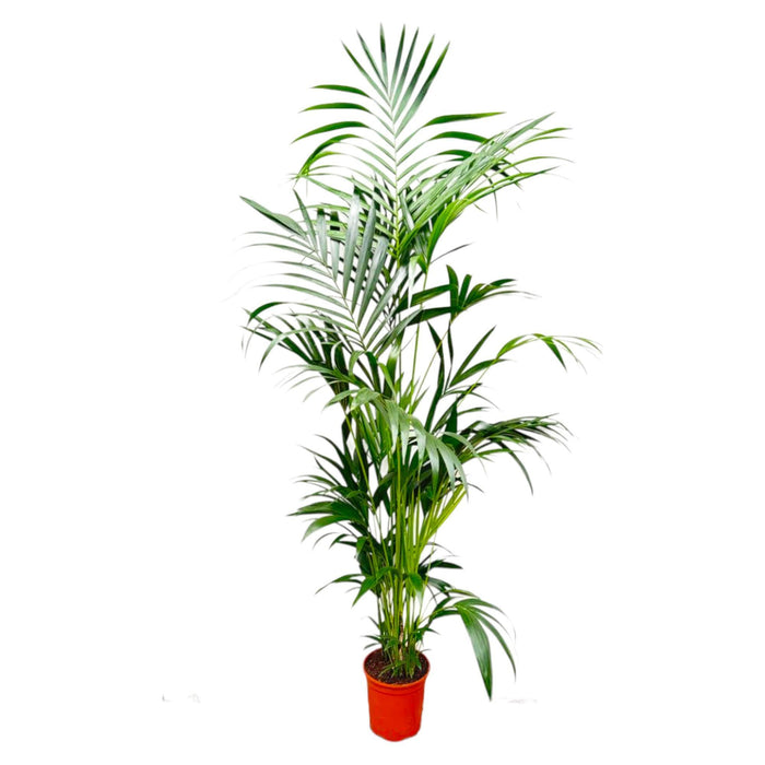 kentia-palm-200-cm-o27