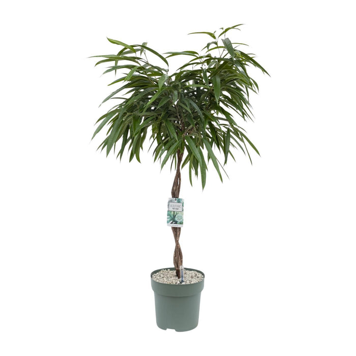 ficus-mahori-o27cm-↕120cm