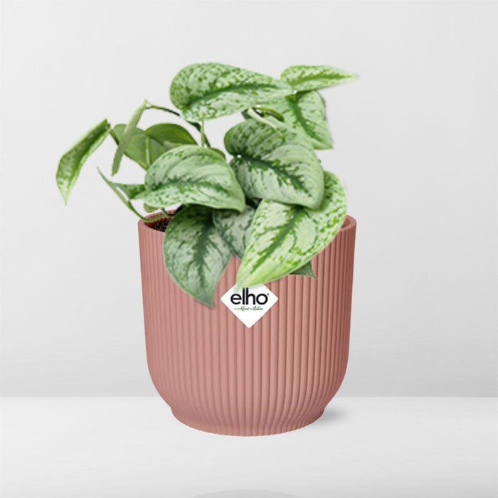 scindapsus-pictus-trebie-in-elho-vibes-fold-14cm-roze