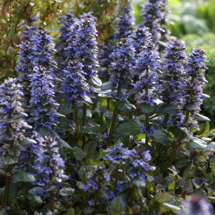 6x-ajuga-reptans-↕10-25cm-o9cm