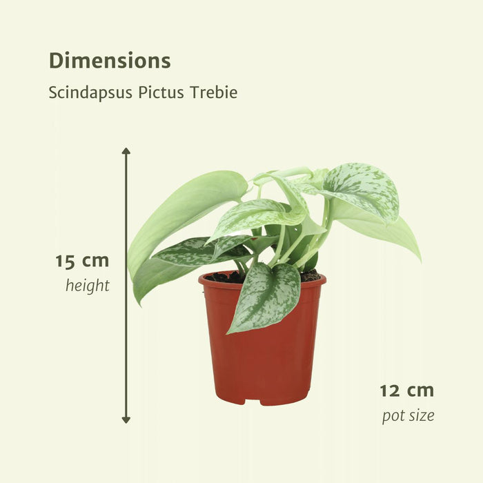 2x-scindapsus-pictus-trebie-epipremnum-15cm-o12