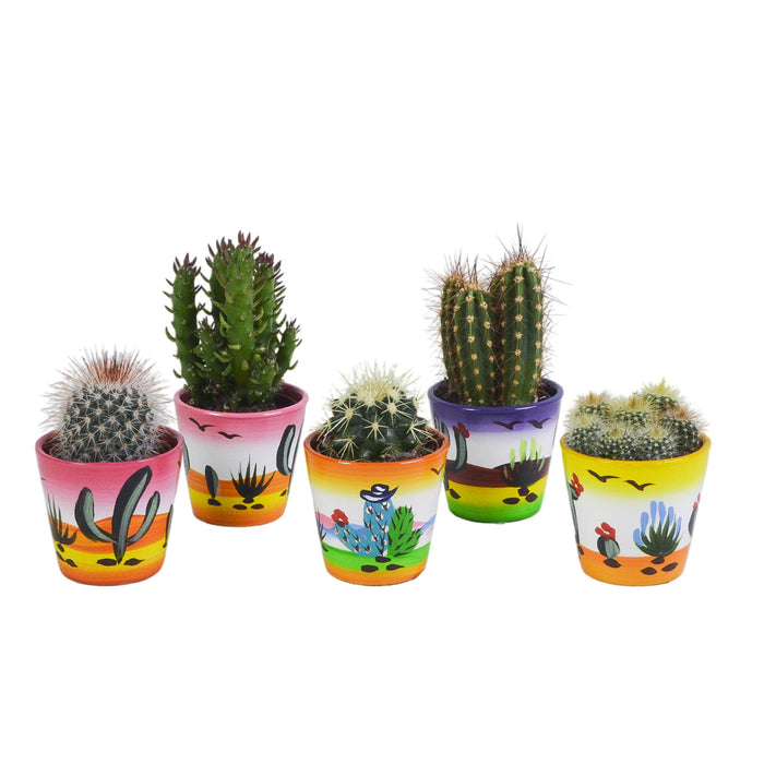 cactus-mix-5-5-cm-5x-in-mexicaanse-pot