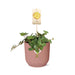 peperomia-hope-in-elho-vibes-fold-14cm-roze