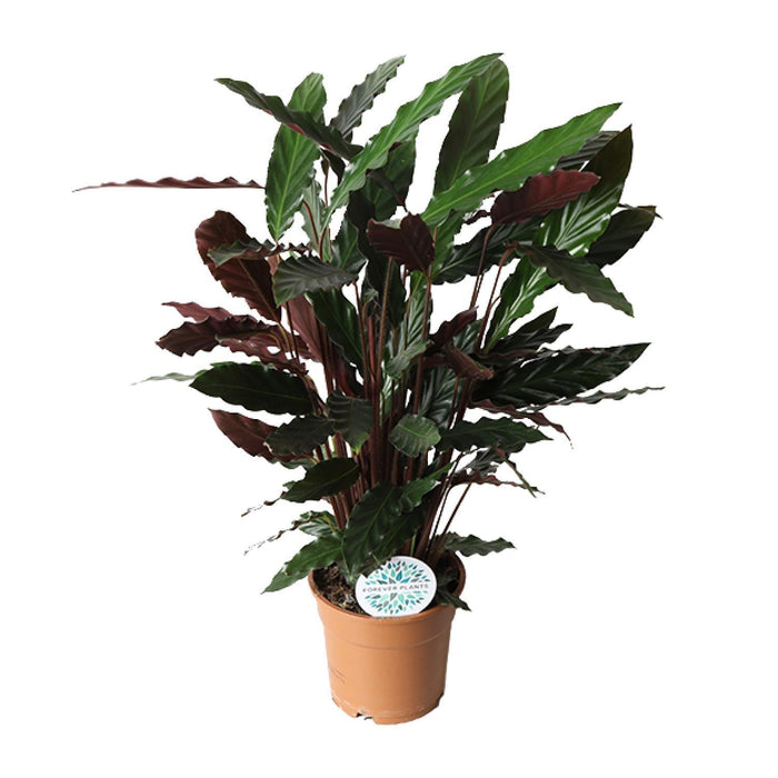 calathea-rufibarba-o17cm-↕55cm