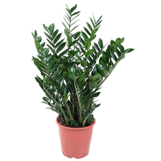 zamioculcas-zamiifolia-100-cm-o27