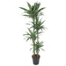 dracaena-warneckei-190-cm-o27