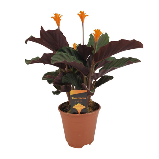 calathea-crocata-o14cm-↕40cm