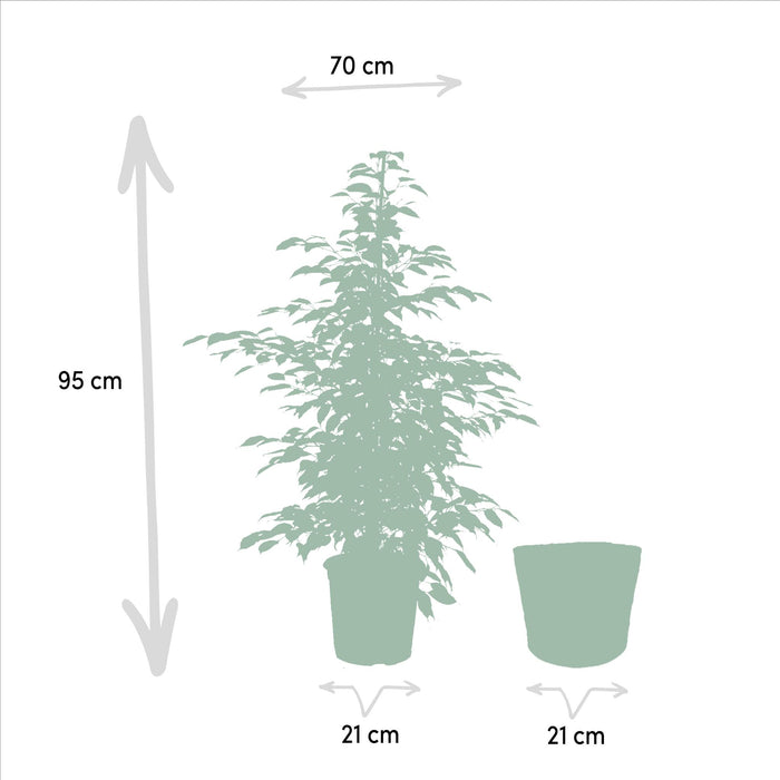 ficus-benjamina-danielle-95cm-o21cm-ficus-benjamina-twilight-95cm-o21cm-ficus-microcarpa-moclame-95cm-o21cm-incl-mand-igmar