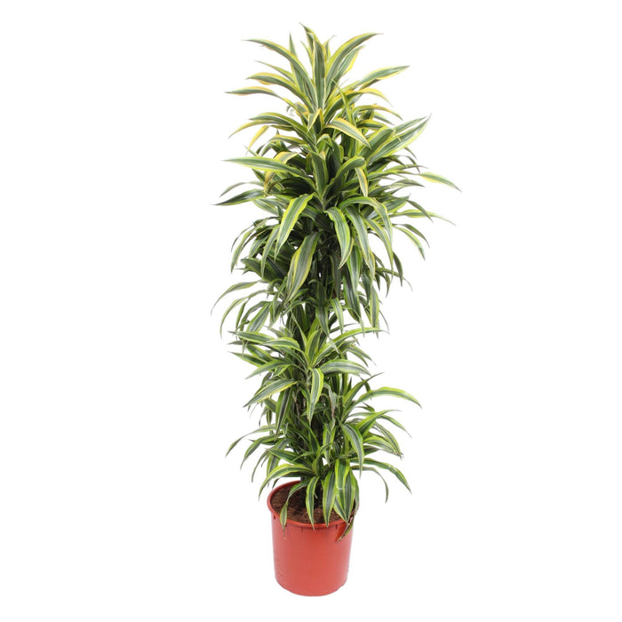 dracaena-lemon-lime-170-cm-o34