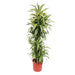 dracaena-lemon-lime-170-cm-o34