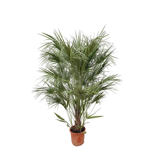 chamaerops-humilis-struik-180cm-o30