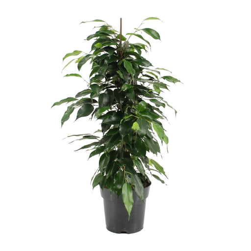 ficus-benjamina-danielle-o17cm-↕70cm