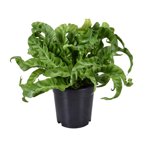 asplenium-antiquum-o17cm-↕40cm