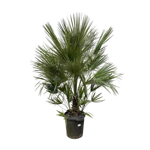 chamaerops-humilis-struik-200-cm-o40