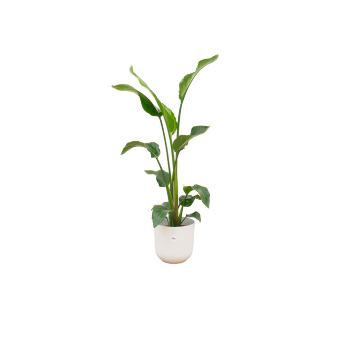 combi-deal-strelitzia-nicolai-inclusief-elho-jazz-round-wit-o23-100-cm