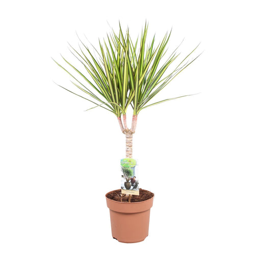 dracaena-sunray-enkele-stam-hoogte-65-75-o17cm-↕65cm