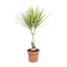 dracaena-sunray-enkele-stam-hoogte-65-75-o17cm-↕65cm