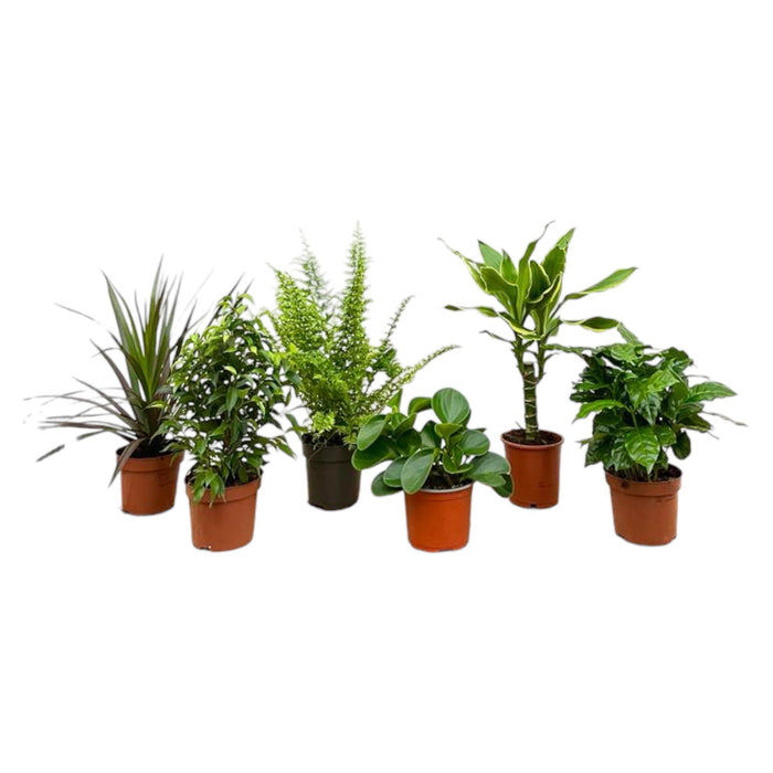 verrassingsbox-6-planten-20-40-cm-o12