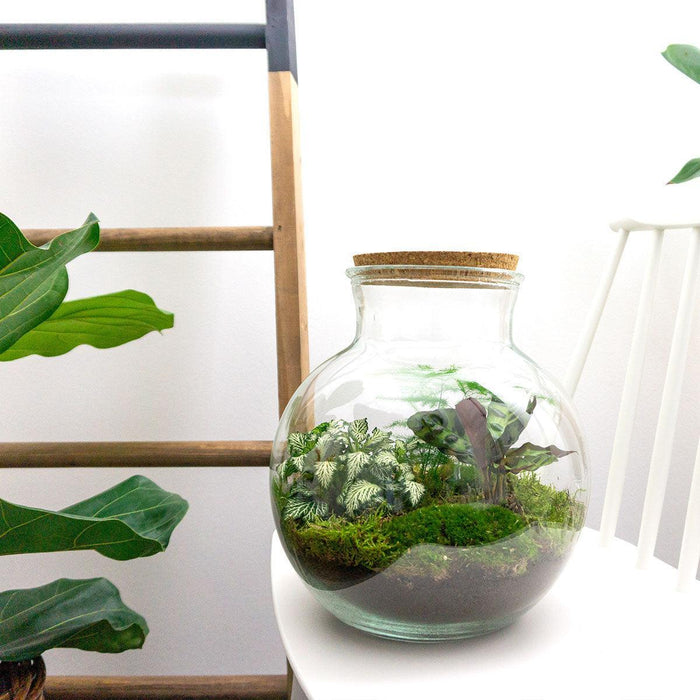 diy-terrarium-teddy-↕-26-5-cm-normal