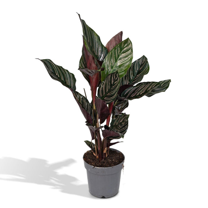 calathea-ornata-o14-50cm