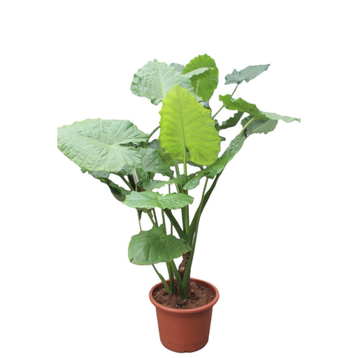 alocasia-macrorrhiza-200-cm-o45