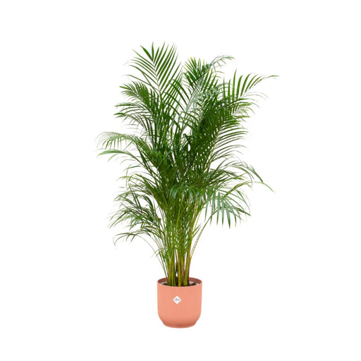 combi-deal-areca-palm-inclusief-elho-vibes-fold-round-roze-o30-180-cm