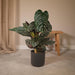 calathea-ornata-o19-75cm