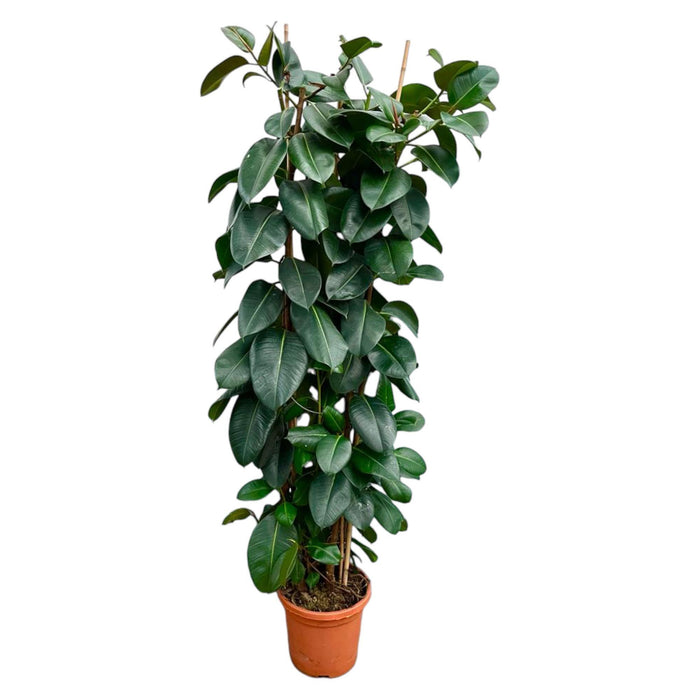 ficus-elastica-robusta-struik-225cm-o40