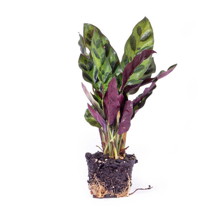 calathea-lancifolia-pauwenplant-terrarium-plant-potmaat-6