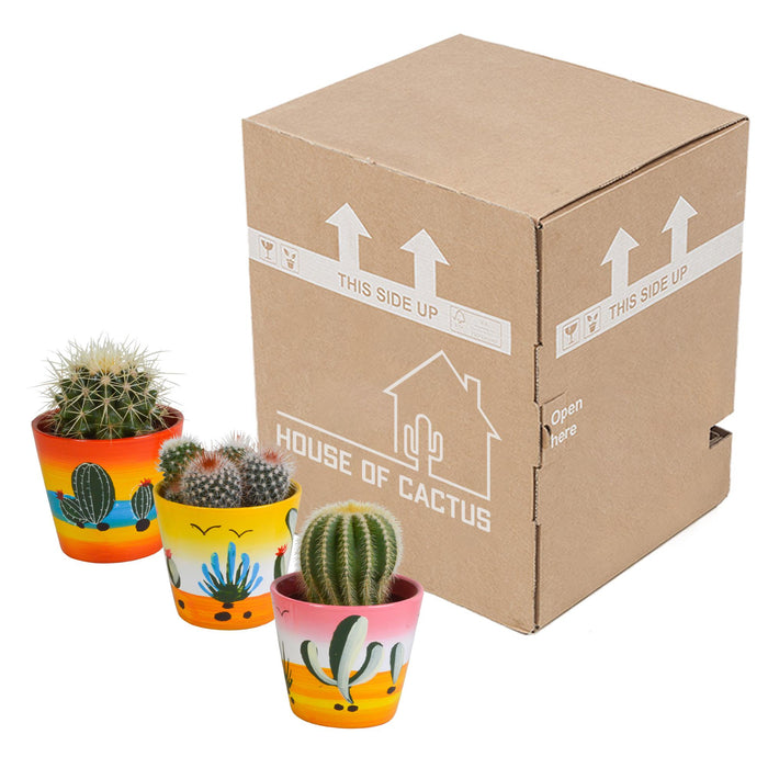 bolcactus-mix-8-5-cm-3-stuks-in-mexicaanse-pot