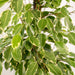 ficus-benjamina-goldenking-95cm-o21cm-mand-igmar