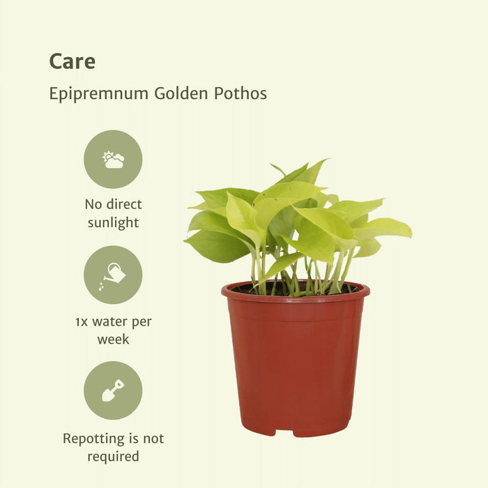 4x-epipremnum-golden-pothos-scindapsus-15cm-o12