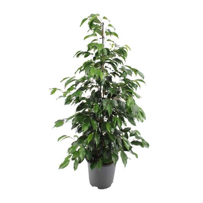 ficus-benjamina-danielle-o21cm-↕95cm