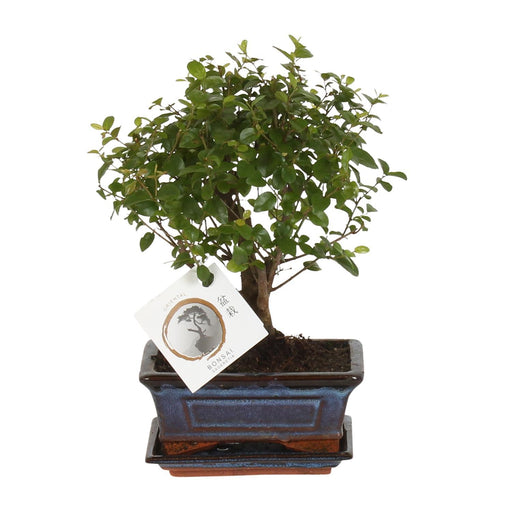 bonsai-bol-vorm-o15cm-↕30cm