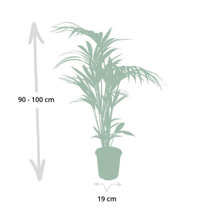 howea-forsteriana-o18-100cm