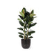 ficus-elastica-robusta-o24cm-↕110cm-in-boule-antraciet-pot